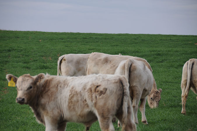 Green%20Fields%20Good%20Grub