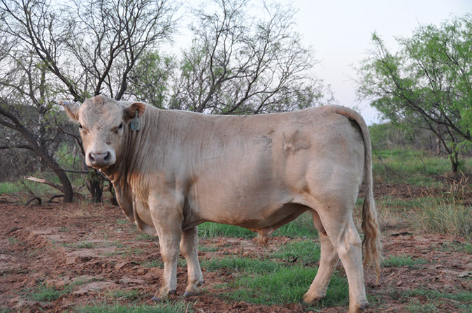 HFW%20Pelion's%20King