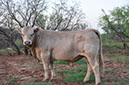 HFW%20Pelion's%20King