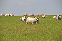 cows%20in%20field